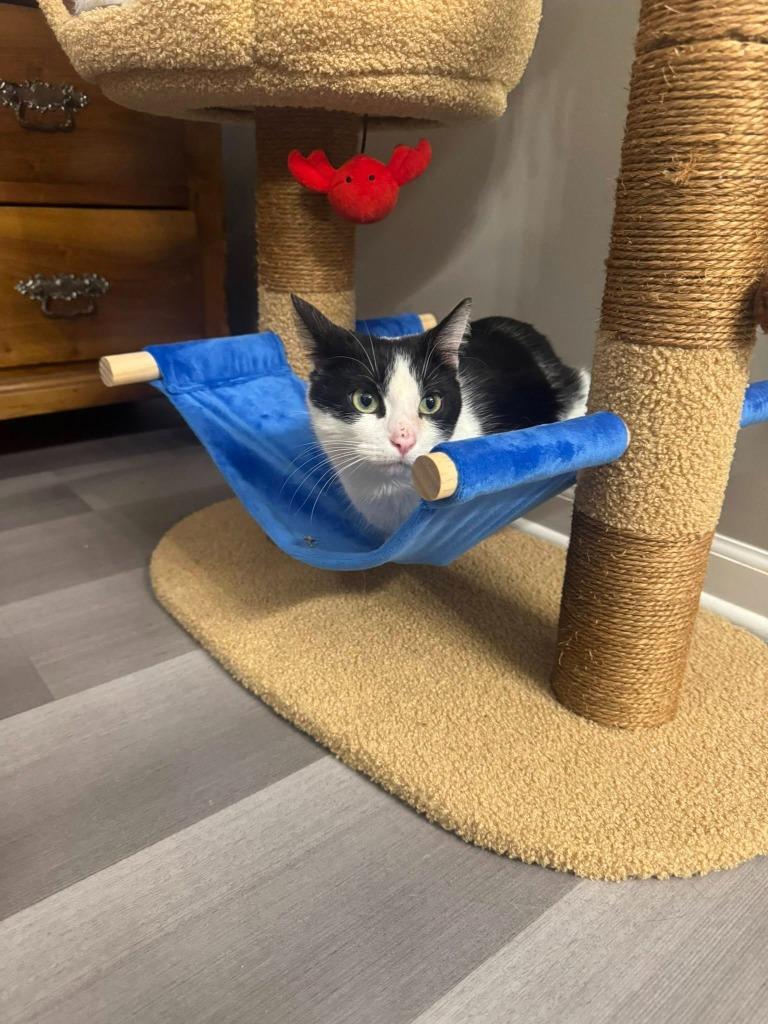 Enlarge Viola, a Adoptable mixed breed in Libertyville, IL image 5/6