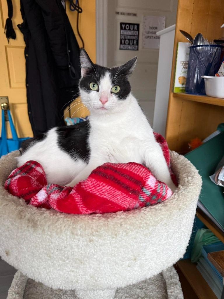 Enlarge Viola, a Adoptable mixed breed in Libertyville, IL image 6/6