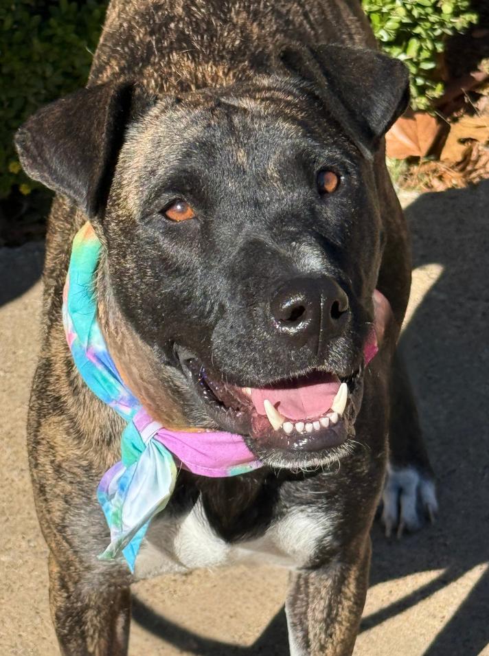 KIMBER, Adopted, Adult Female Mountain Cur & Dutch Shepherd.