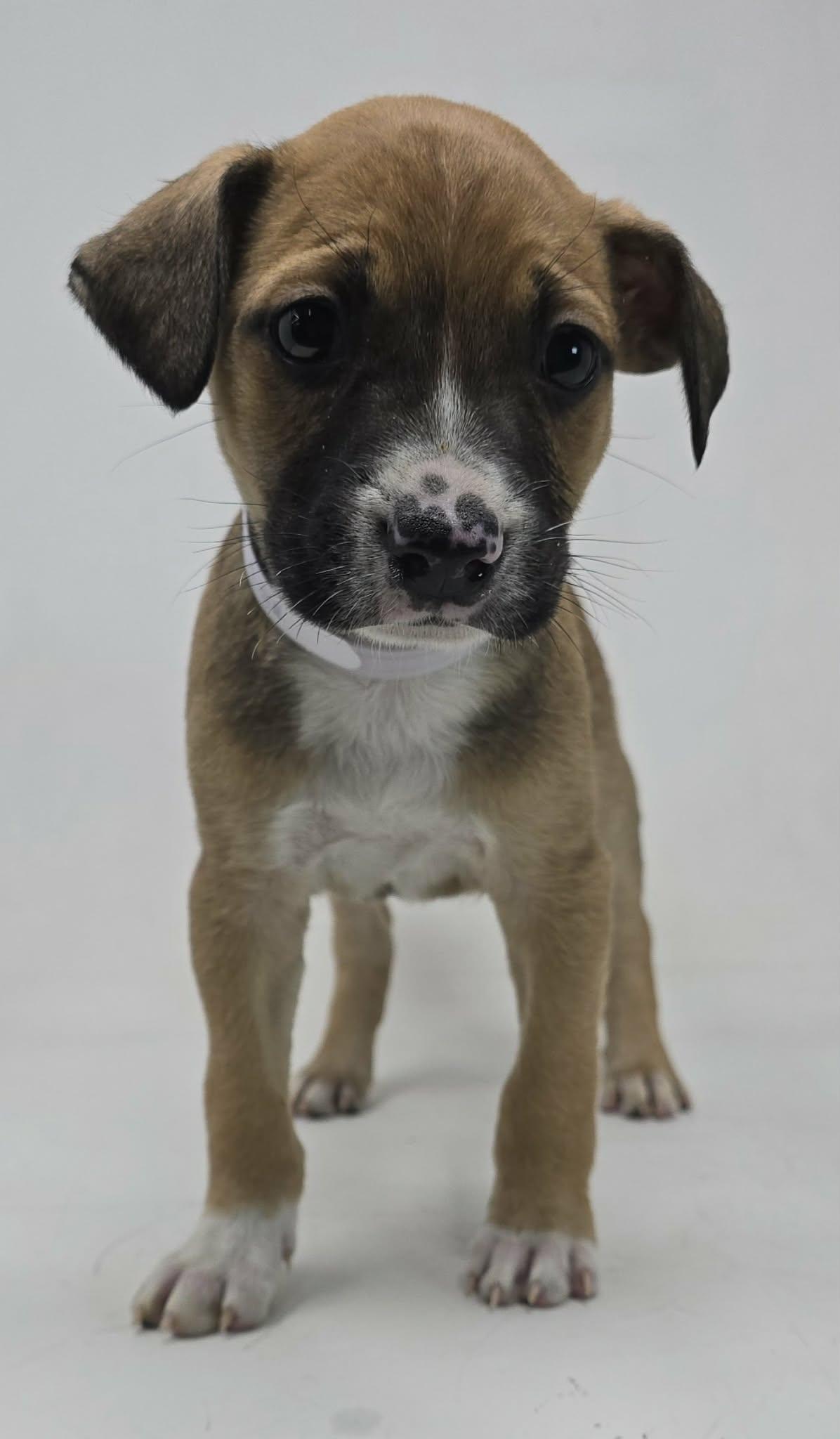 Enlarge Sampson, a Adoptable mixed breed in Newport, TN image 2/4
