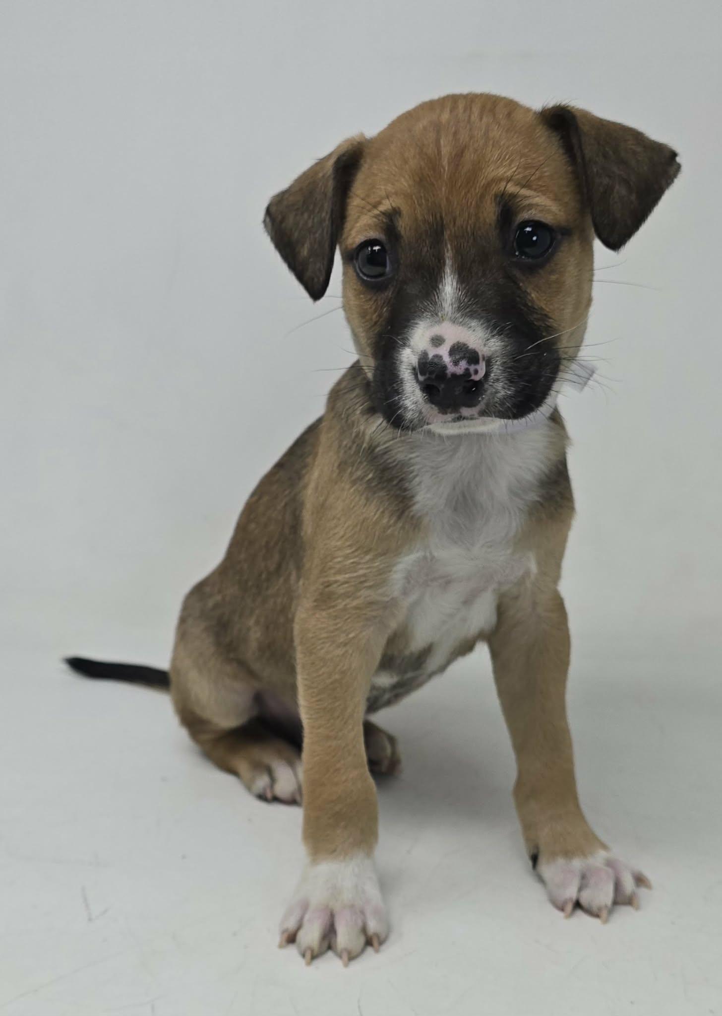 Enlarge Sampson, a Adoptable mixed breed in Newport, TN image 4/4