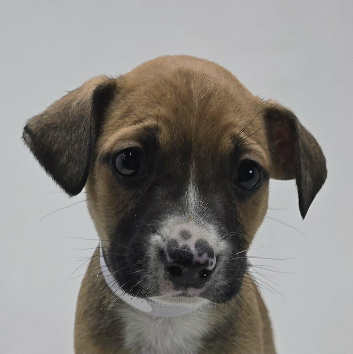 Sampson, Adoptable, Puppy Male Catahoula Leopard Dog & Spaniel.