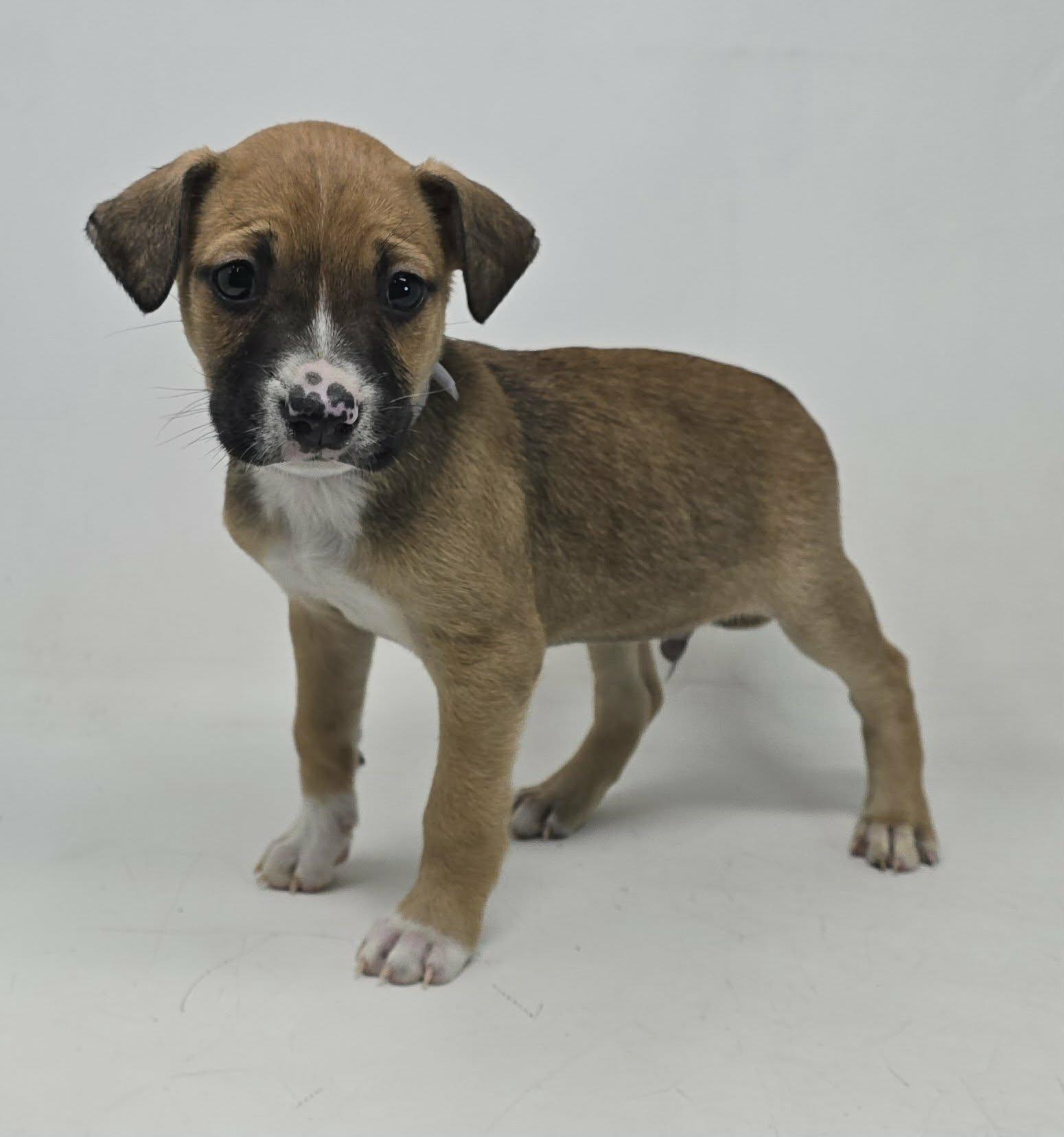 Enlarge Sampson, a Adoptable mixed breed in Newport, TN image 3/4