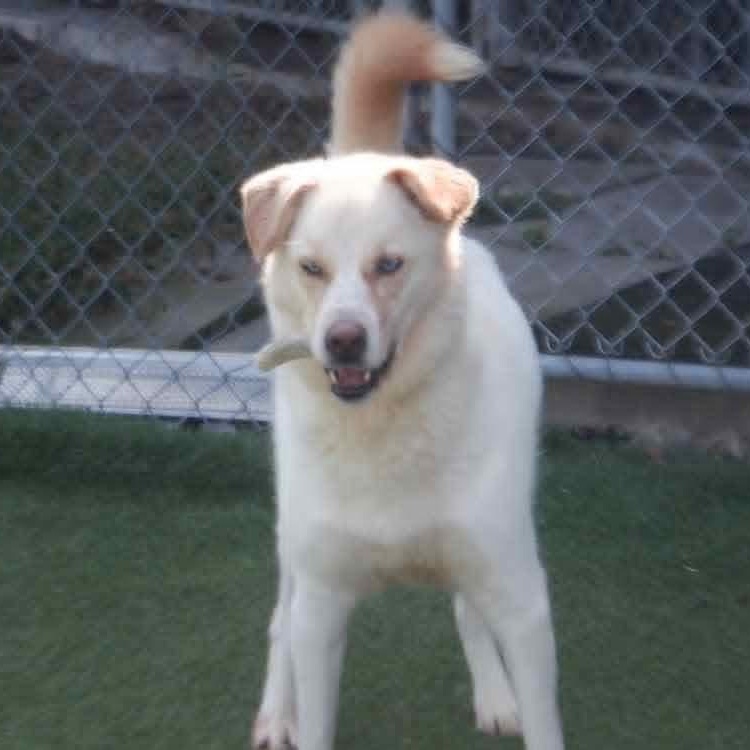 Enlarge Lola, a ADOPTABLE mixed breed in Richmond Hill, ON image 3/4