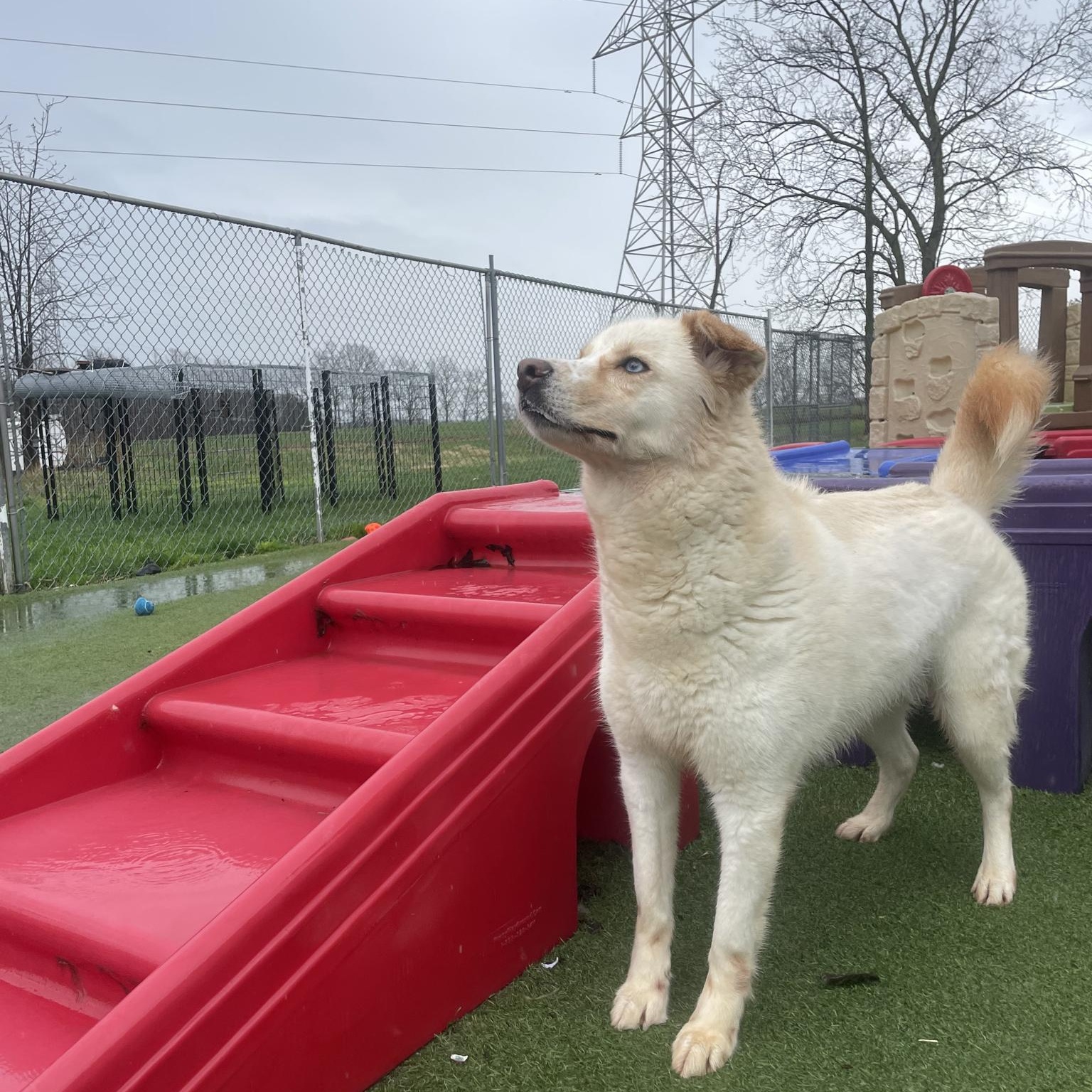 Enlarge Lola, a ADOPTABLE mixed breed in Richmond Hill, ON image 4/4