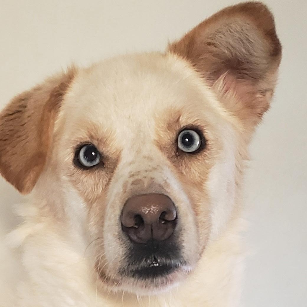 Lola, ADOPTABLE, Adult Female Husky & Golden Retriever.