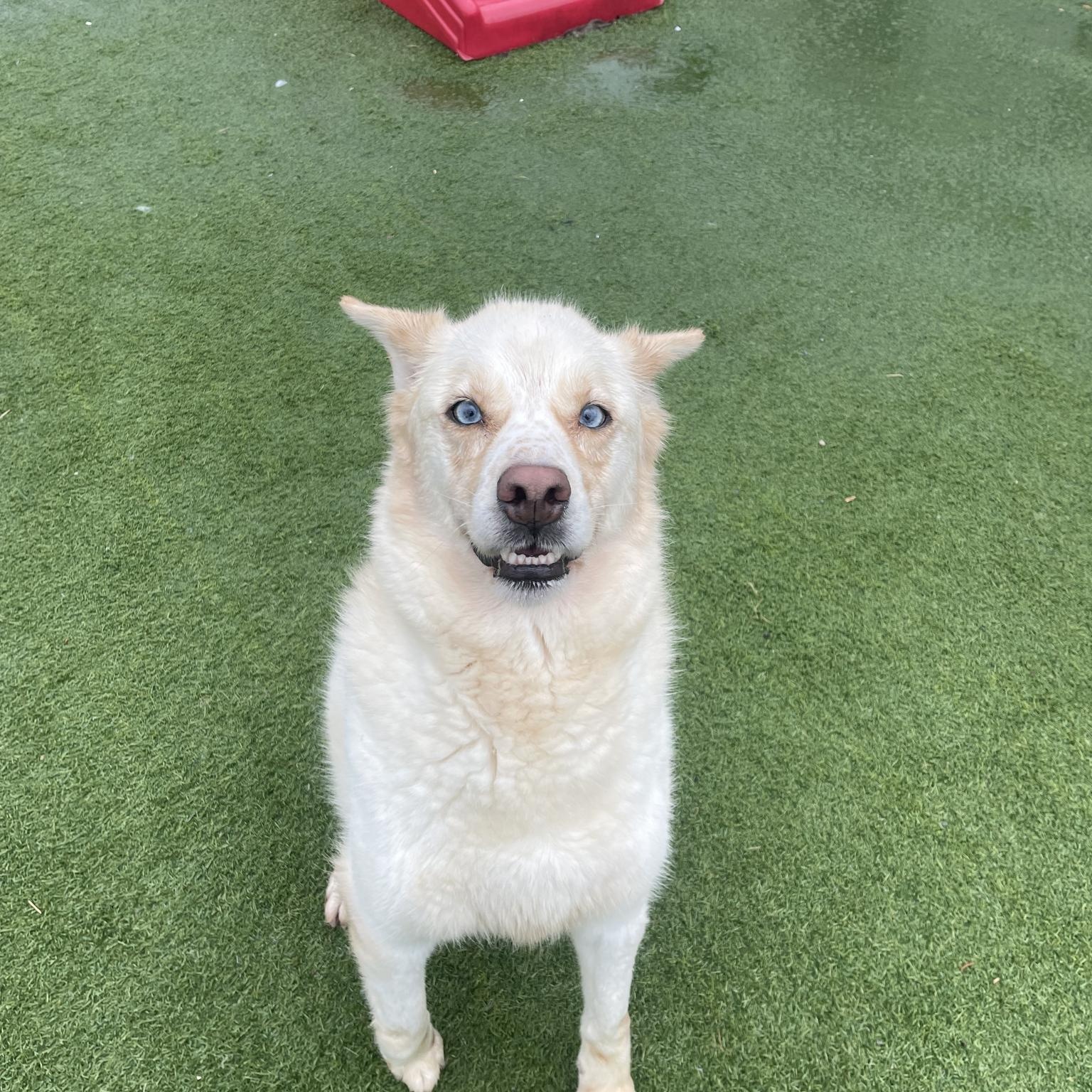 Enlarge Lola, a ADOPTABLE mixed breed in Richmond Hill, ON image 2/4