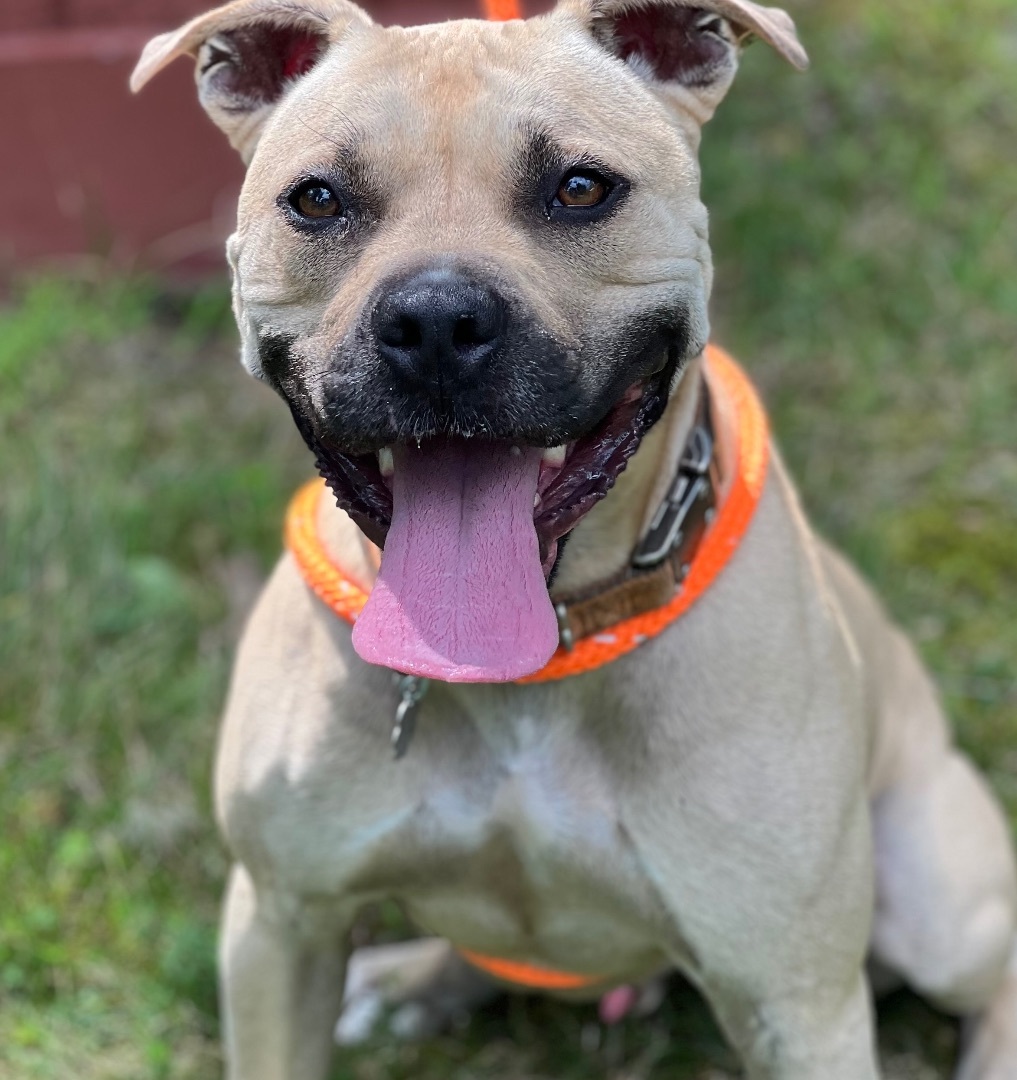 Enlarge Hiro, a Adoptable American Staffordshire Terrier in Cranford, NJ image 5/6