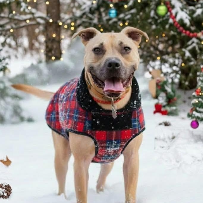 Enlarge Hiro, a Adoptable American Staffordshire Terrier in Cranford, NJ image 1/6