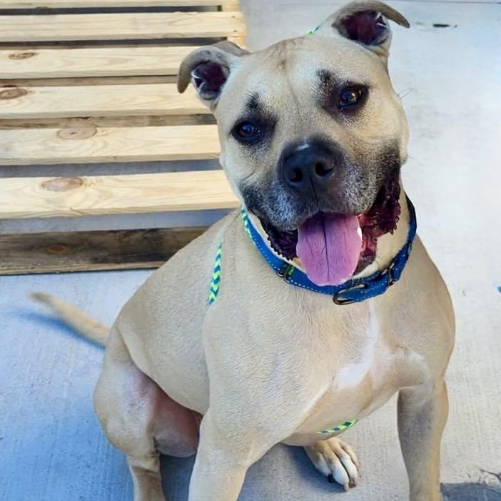 Hiro, Adoptable, Young Male American Staffordshire Terrier.