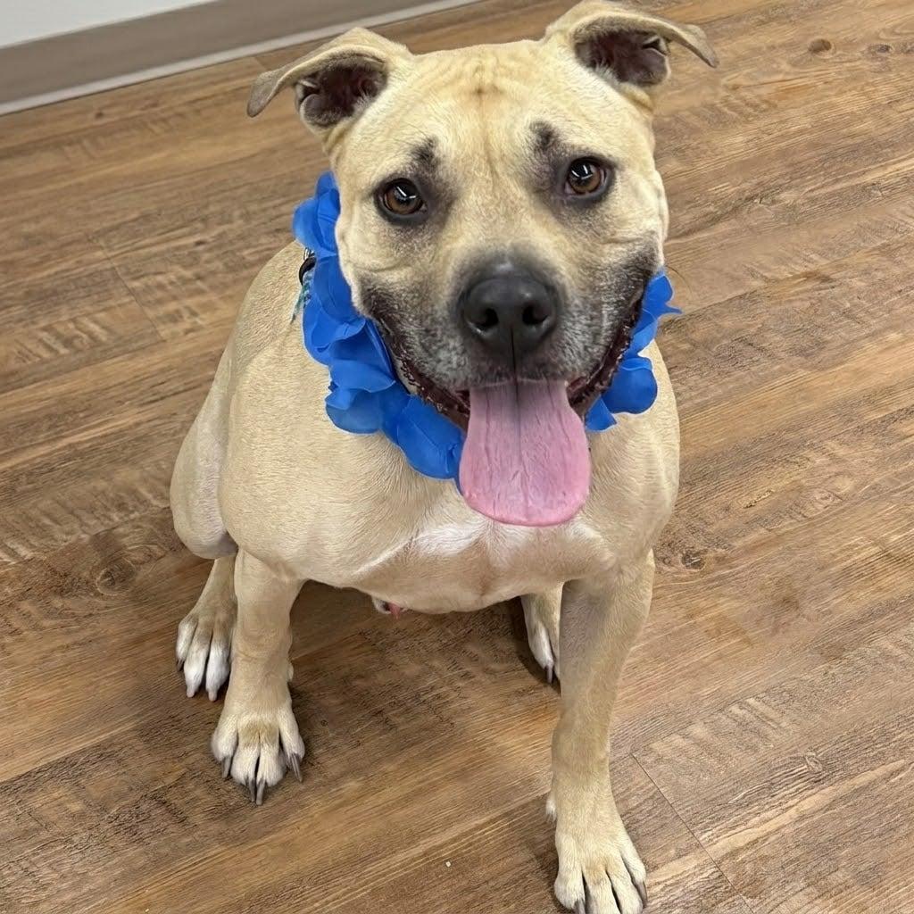 Hiro, Adoptable, Young Male American Staffordshire Terrier.