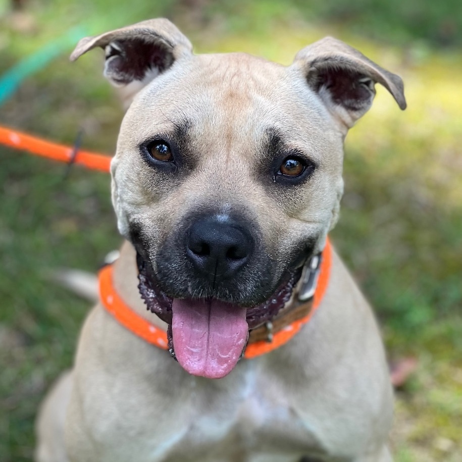 Enlarge Hiro, a Adoptable American Staffordshire Terrier in Cranford, NJ image 6/6