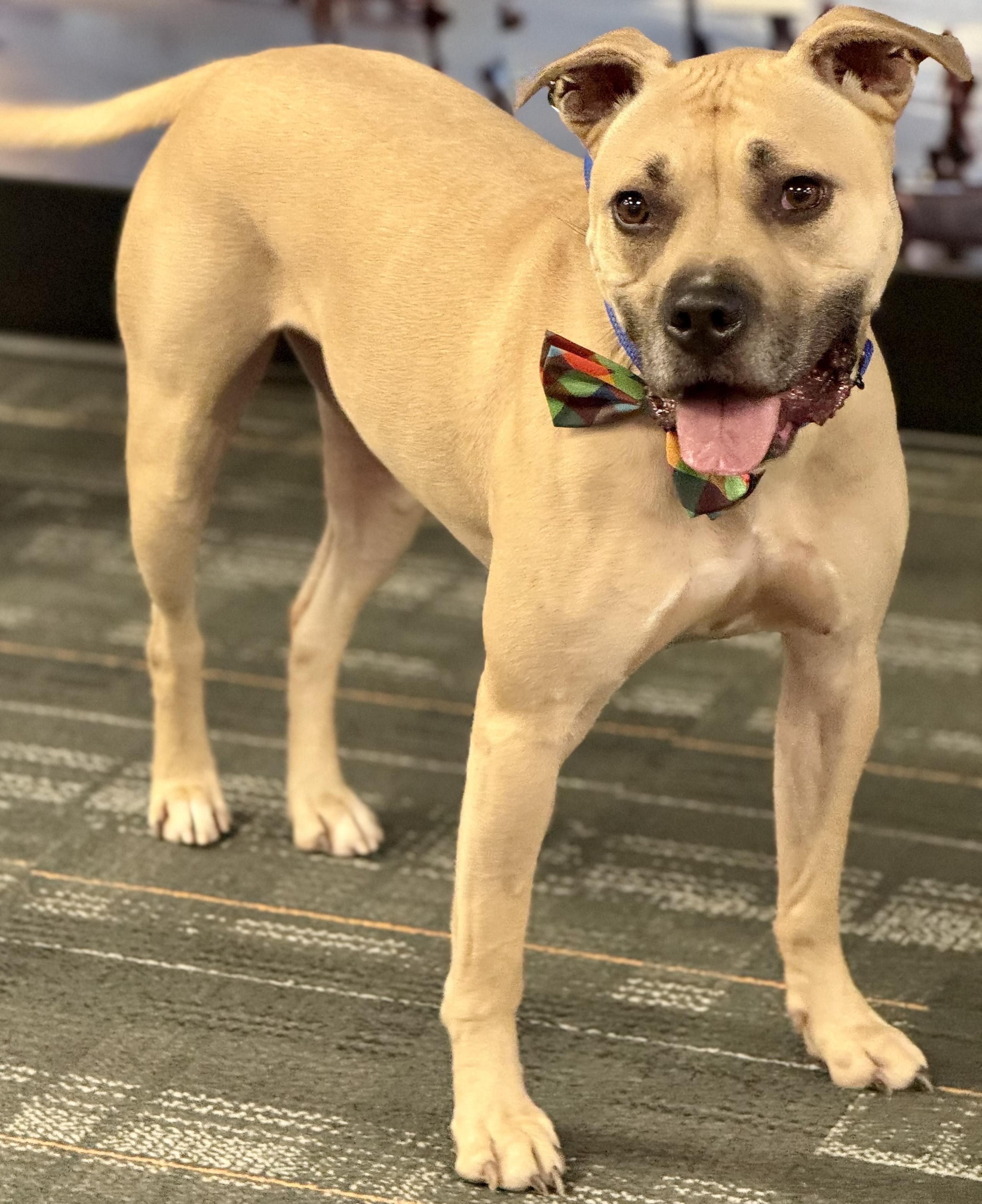 Enlarge Hiro, a Adoptable American Staffordshire Terrier in Cranford, NJ image 3/6