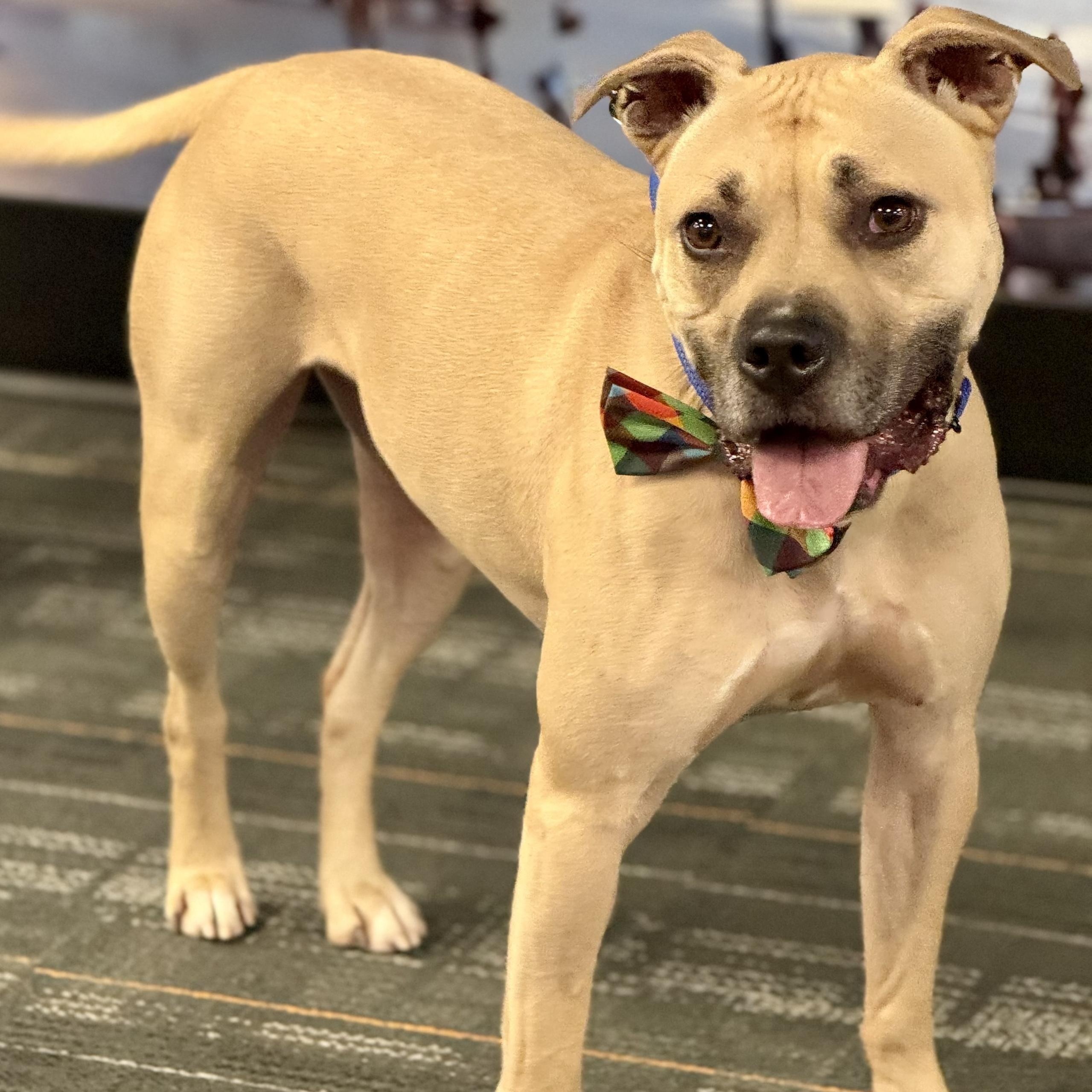 Enlarge Hiro, a Adoptable American Staffordshire Terrier in Cranford, NJ image 3/5