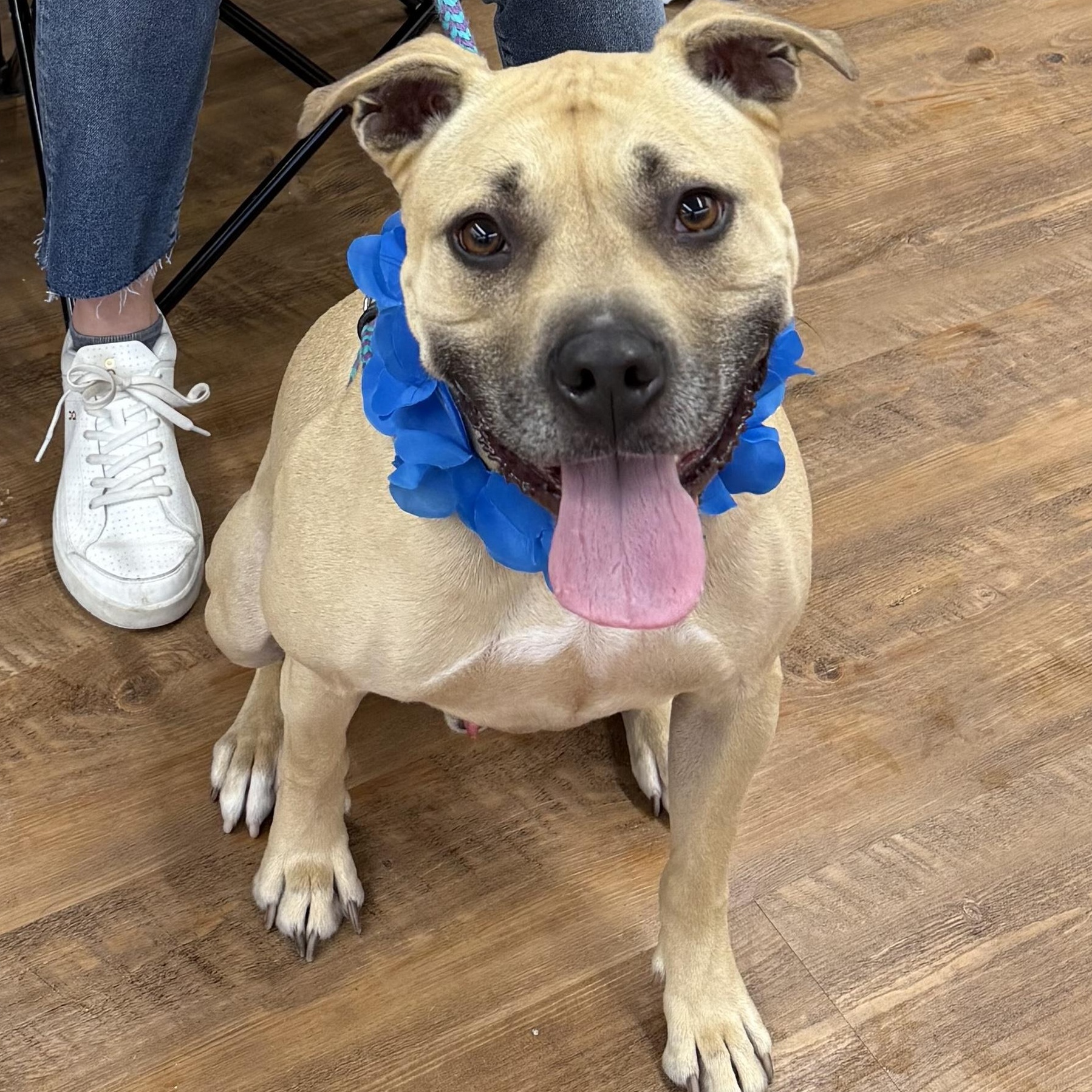 Enlarge Hiro, a Adoptable American Staffordshire Terrier in Cranford, NJ image 2/6