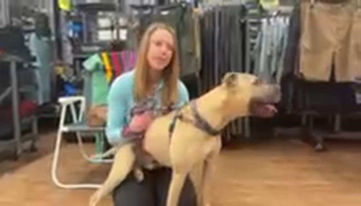 Enlarge Hiro, a Adoptable American Staffordshire Terrier in Cranford, NJ video 2/6