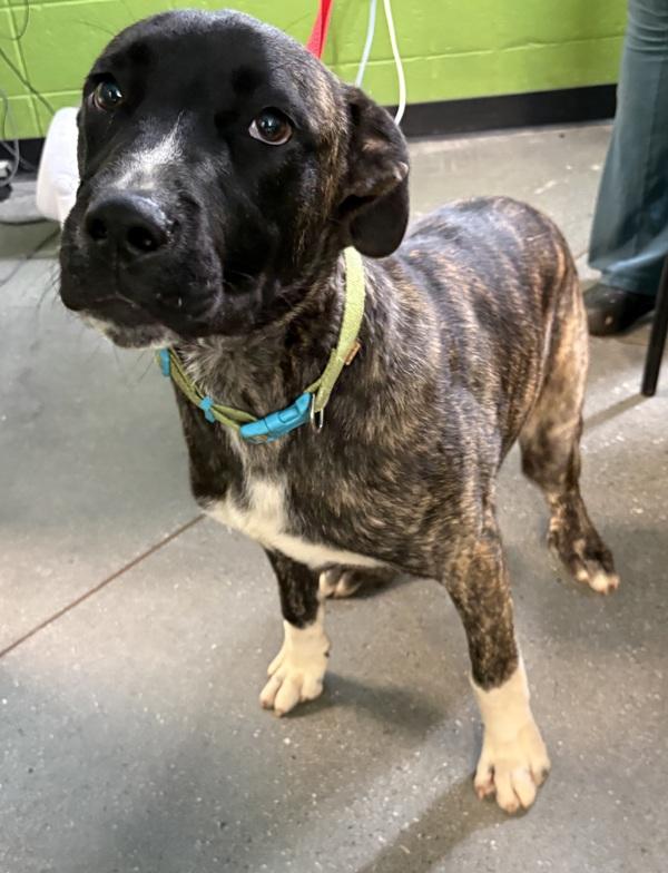 Enlarge In Foster Rocko, a Adoptable mixed breed in Lawrenceville, GA image 1/1
