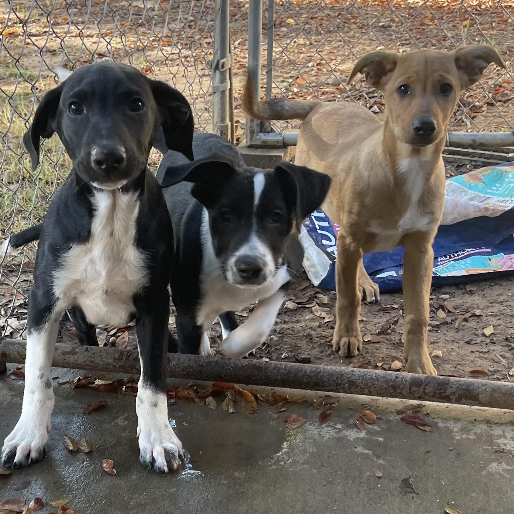 Enlarge King, a Adopted mixed breed in Fredericksburg, VA image 4/4