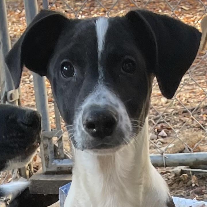 King, Adopted, Young Male Feist.