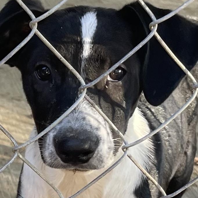 Enlarge King, a Adopted mixed breed in Fredericksburg, VA image 3/4