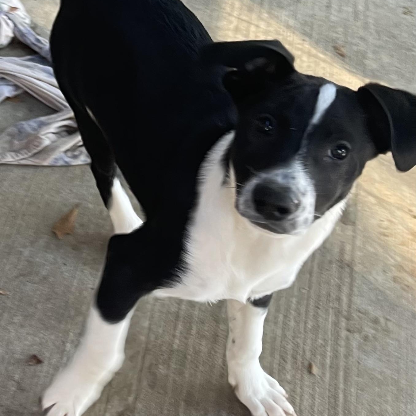 Enlarge King, a Adopted mixed breed in Fredericksburg, VA image 2/4