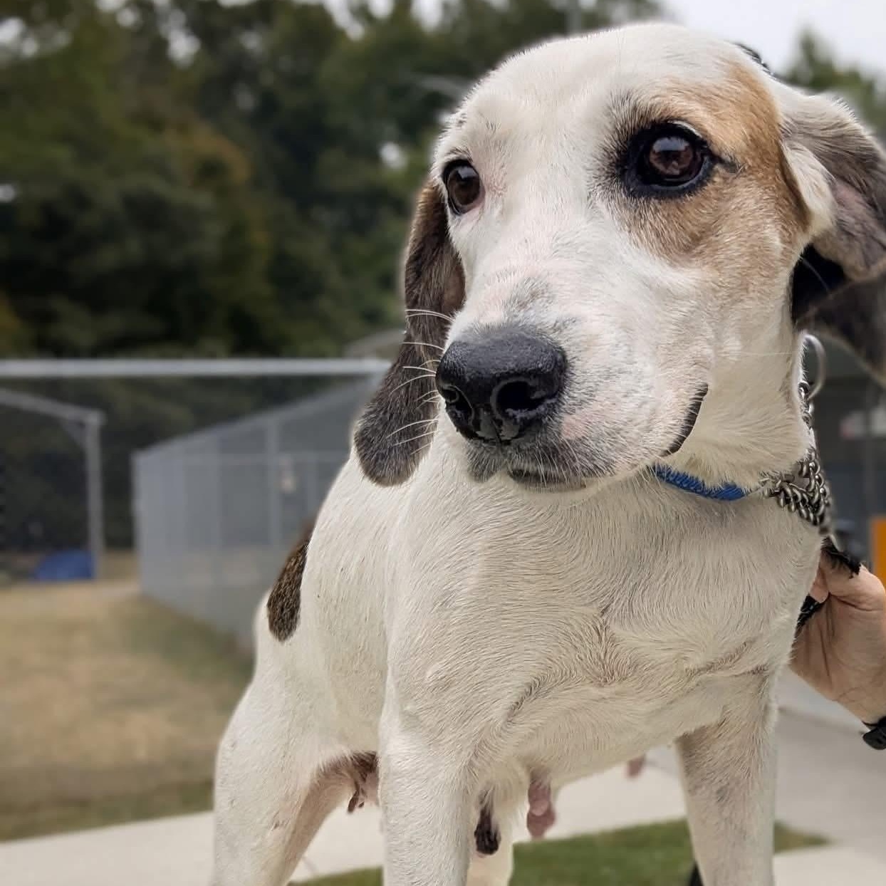 Enlarge Dolly, an adopted mixed breed in Ayden, NC image 2/5