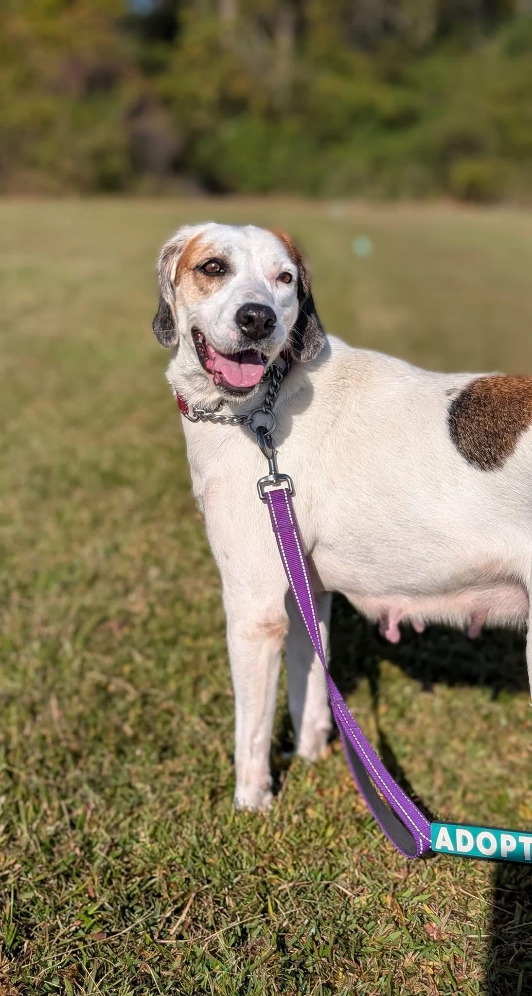 Enlarge Dolly, an adopted mixed breed in Ayden, NC image 3/5