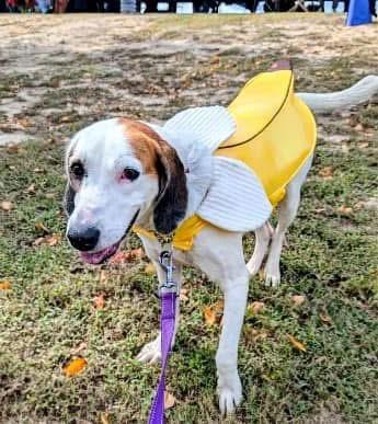 Enlarge Dolly, an adopted mixed breed in Ayden, NC image 4/5