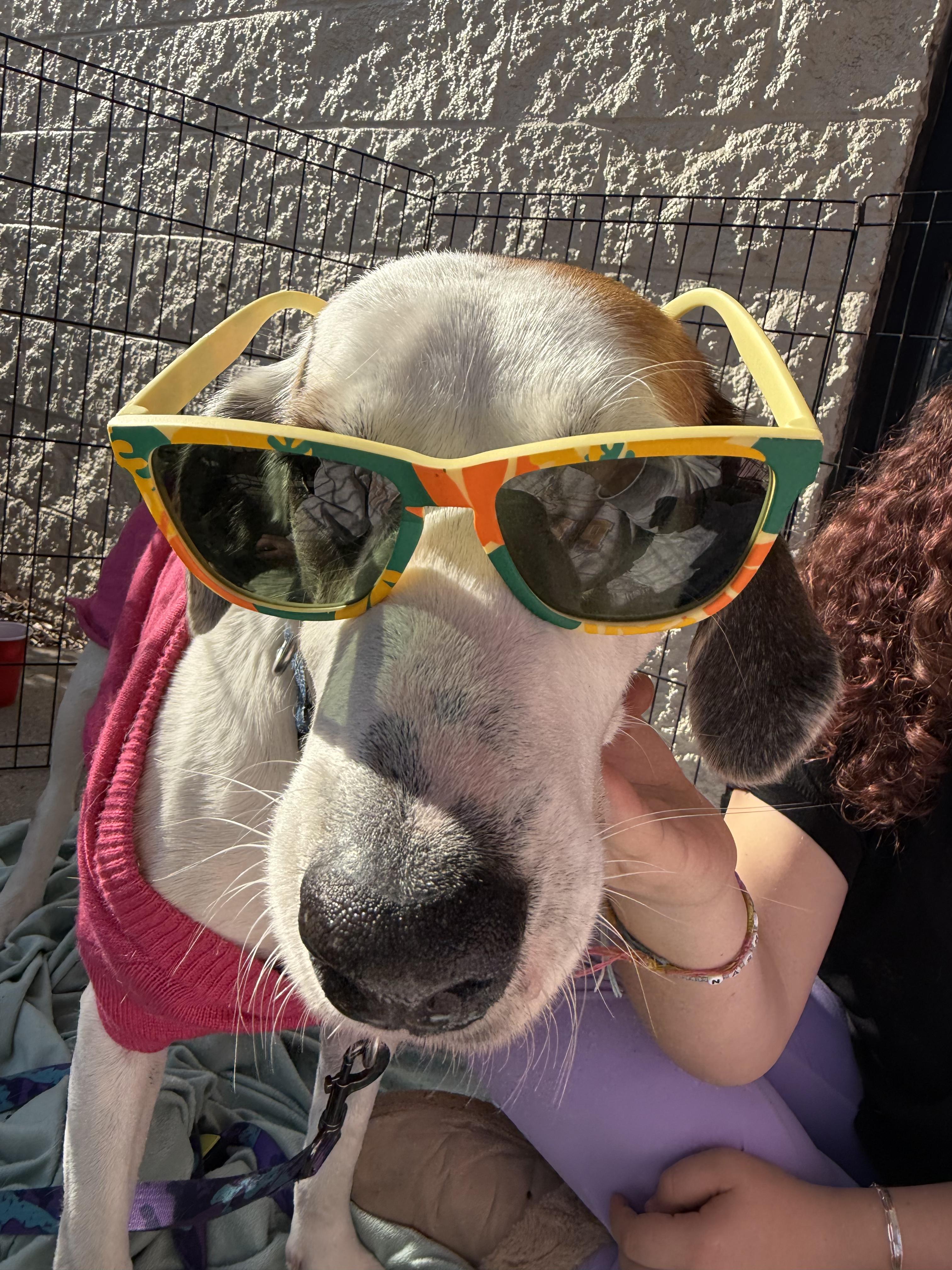 Dolly, adopted, Adult Female Hound.