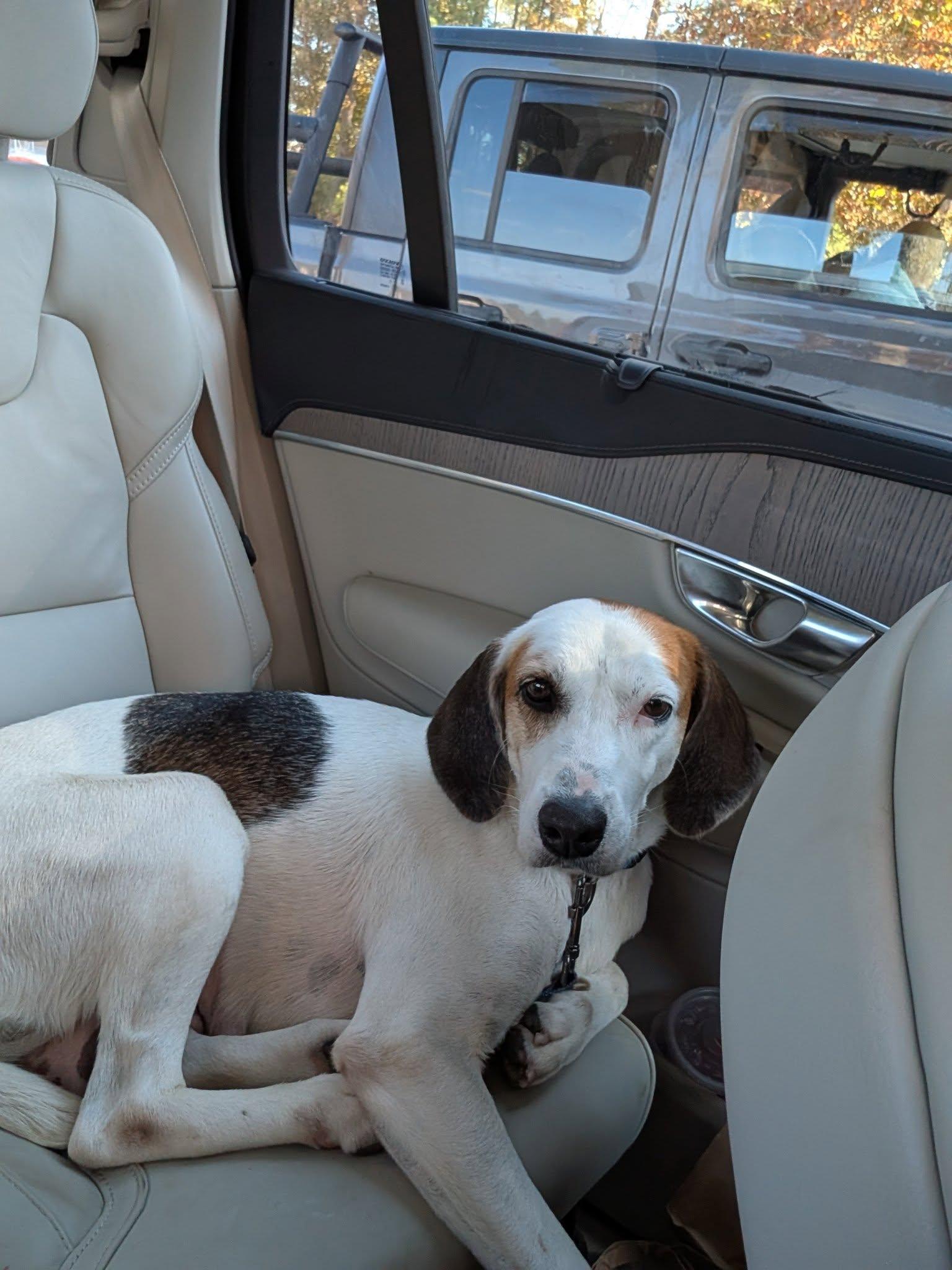 Enlarge Dolly, an adopted mixed breed in Ayden, NC image 5/5