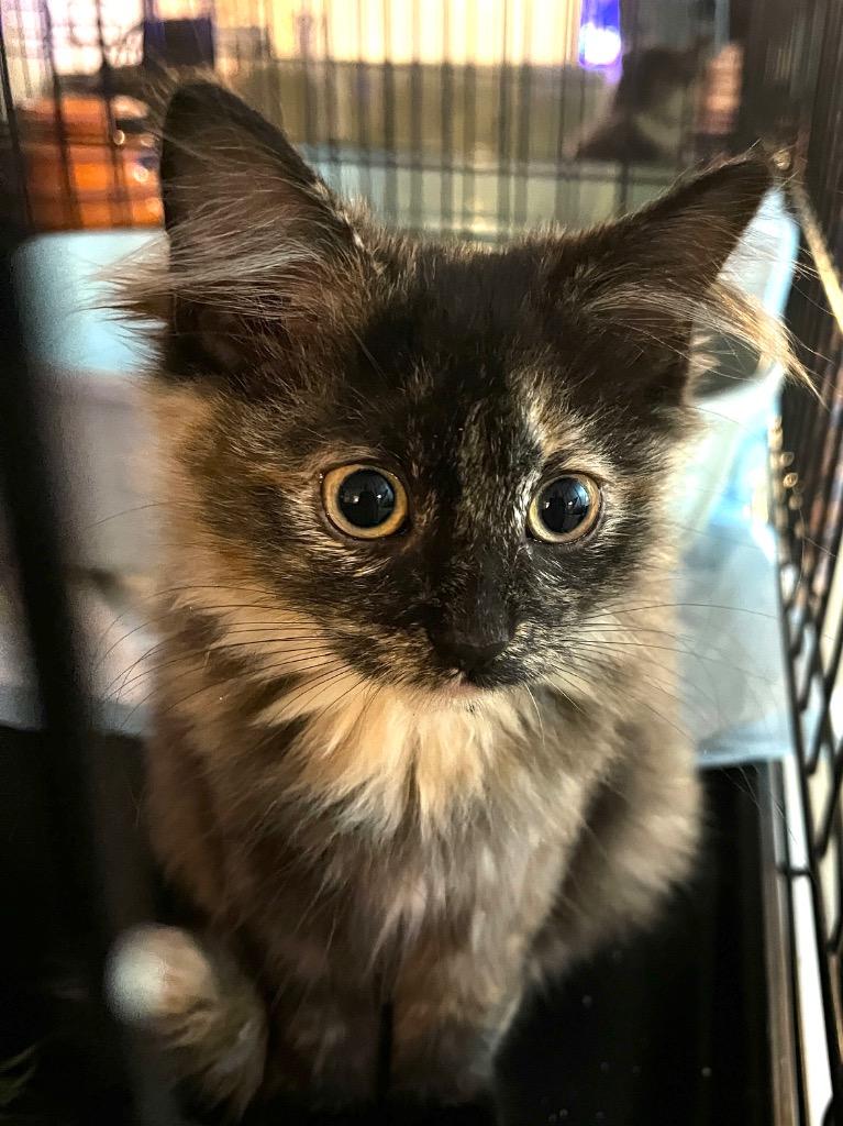 Lennox FFAH, Adoptable, Kitten Female Domestic Long Hair.