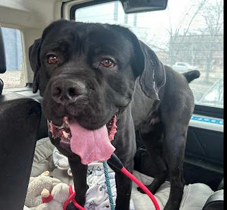 Iggy, Adoptable, Puppy Male Cane Corso.