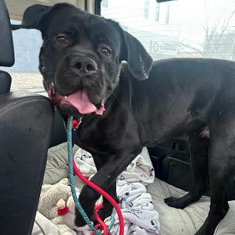 Enlarge Iggy, a Adoptable Cane Corso in Oswego, IL image 3/6