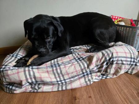 Enlarge Iggy, a Adoptable Cane Corso in Oswego, IL image 4/6