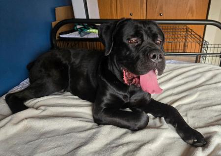 Enlarge Iggy, a Adoptable Cane Corso in Oswego, IL image 5/6