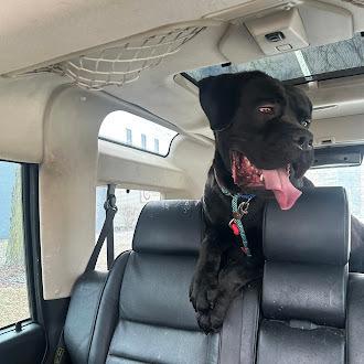 Enlarge Iggy, a Adoptable Cane Corso in Oswego, IL image 6/6