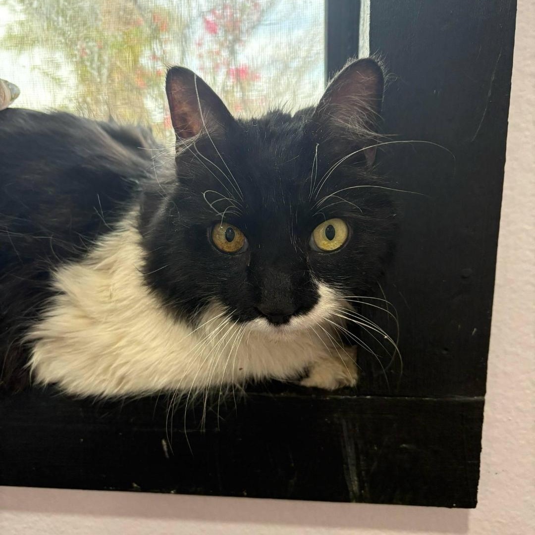 Enlarge Elphaba Wiz, a Adoptable Domestic Long Hair in Phoenix, AZ image 6/6