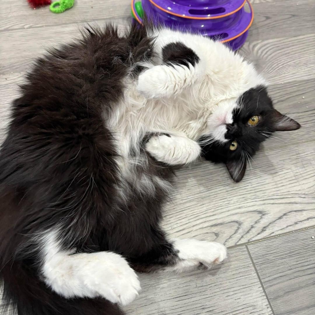 Enlarge Elphaba Wiz, a Adoptable Domestic Long Hair in Phoenix, AZ image 5/6