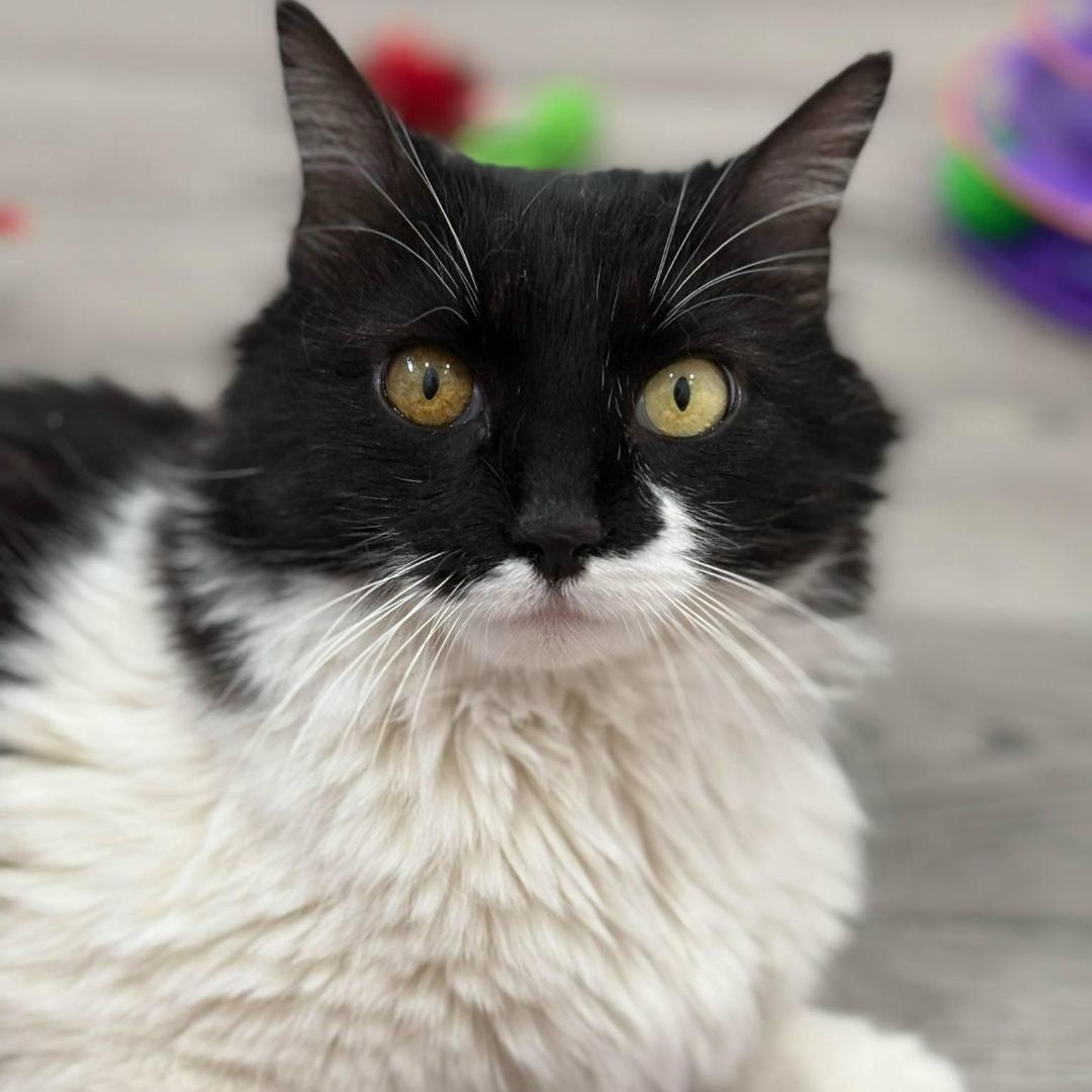 Enlarge Elphaba Wiz, a Adoptable Domestic Long Hair in Phoenix, AZ image 3/6