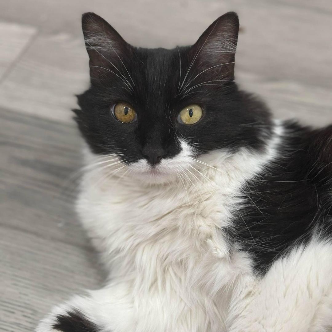 Enlarge Elphaba Wiz, a Adoptable Domestic Long Hair in Phoenix, AZ image 4/6