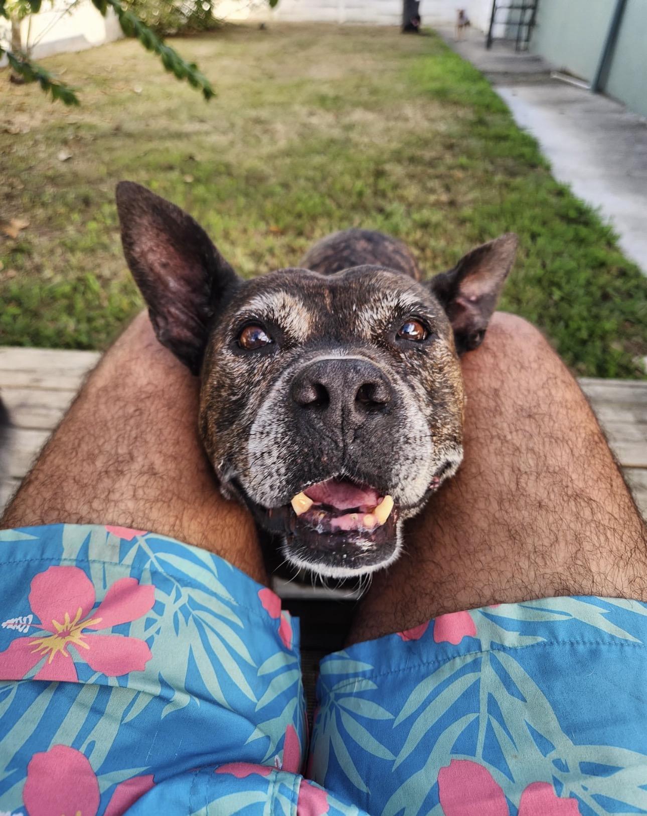 Enlarge PEPA - 10/10 pup, a Adoptable mixed breed in Annapolis, MD image 1/6