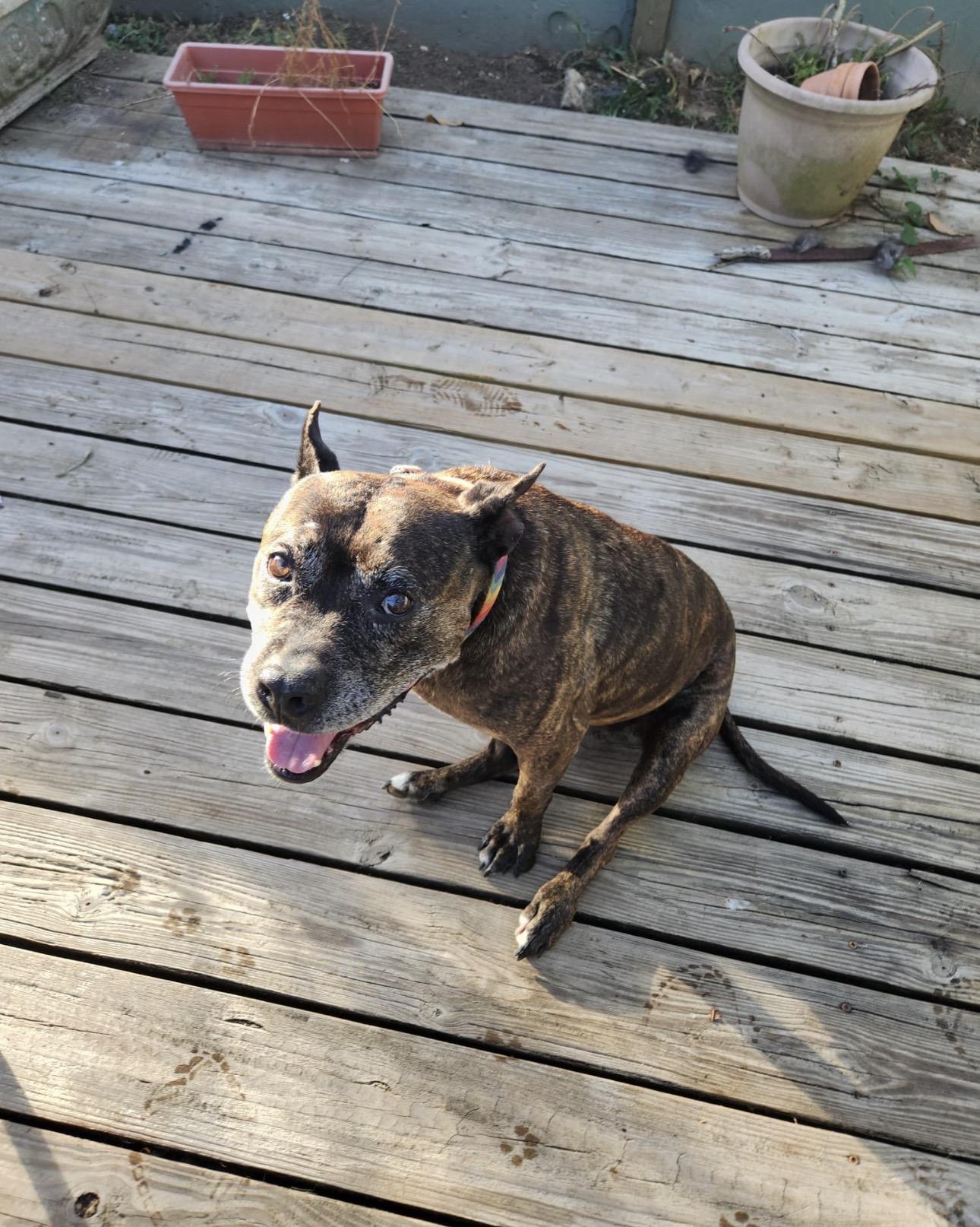 Enlarge PEPA - 10/10 pup, a Adoptable mixed breed in Annapolis, MD image 4/6