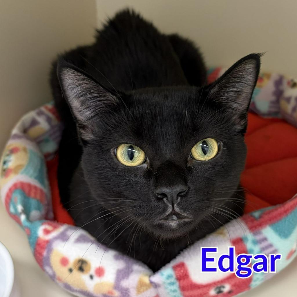 Enlarge Edgar, a Adoptable mixed breed in North Saint Paul, MN image 1/4