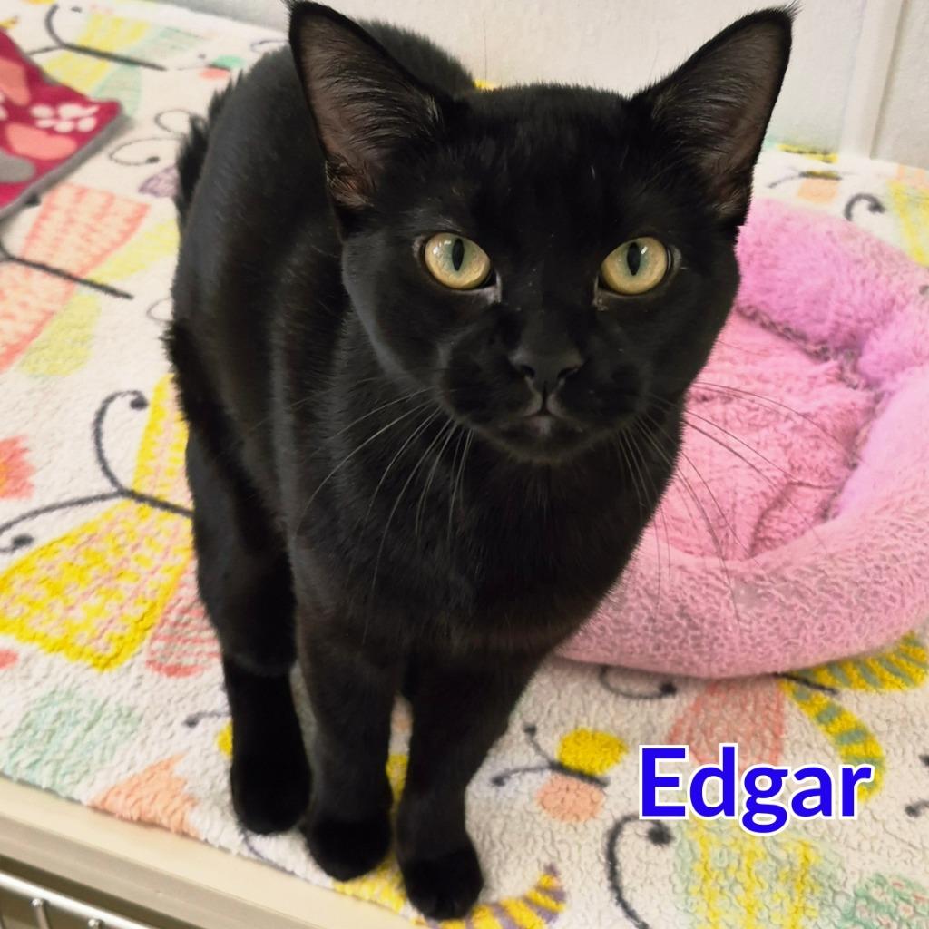 Enlarge Edgar, a Adoptable mixed breed in North Saint Paul, MN image 2/4