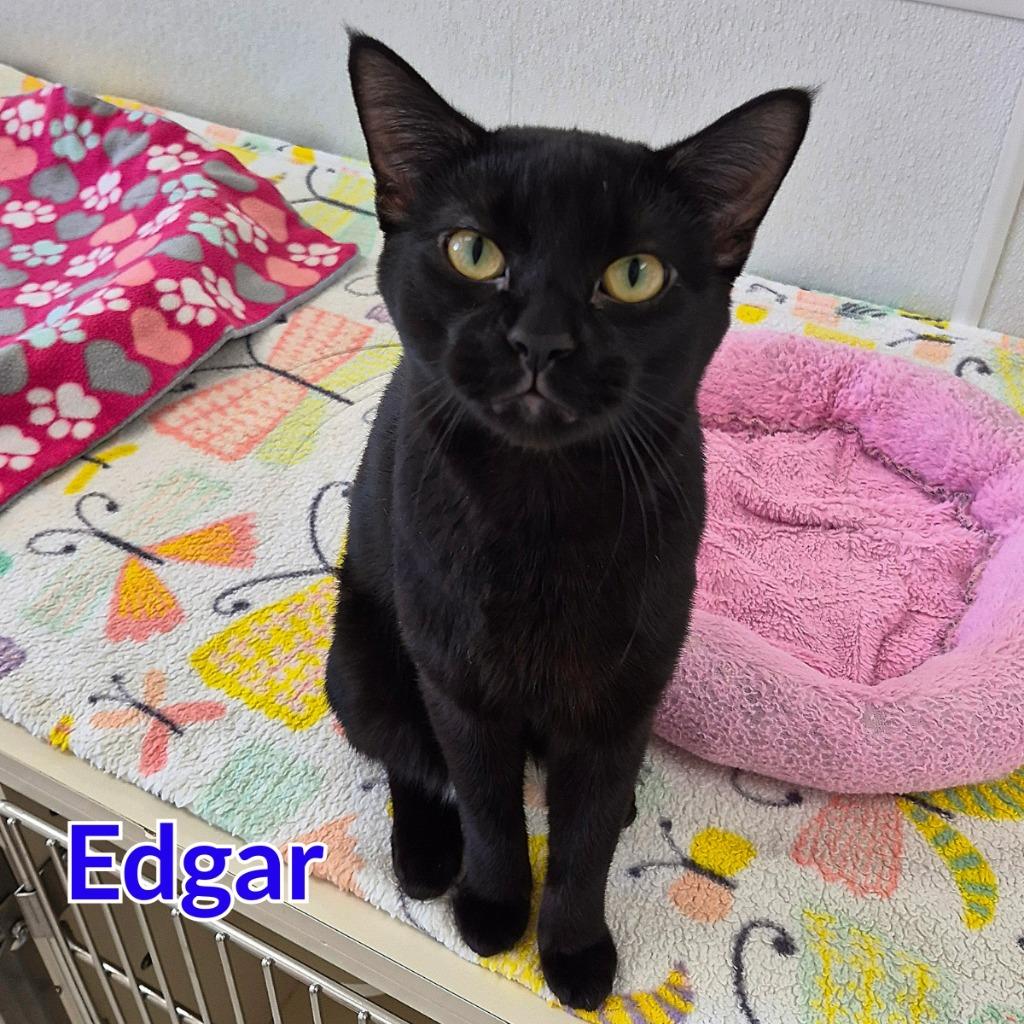 Enlarge Edgar, a Adoptable mixed breed in North Saint Paul, MN image 3/4