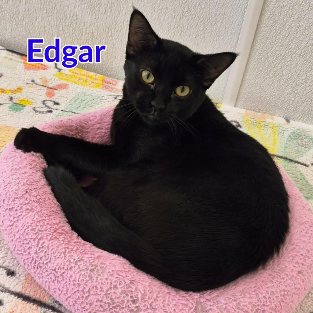 Enlarge Edgar, a Adoptable mixed breed in North Saint Paul, MN image 4/4