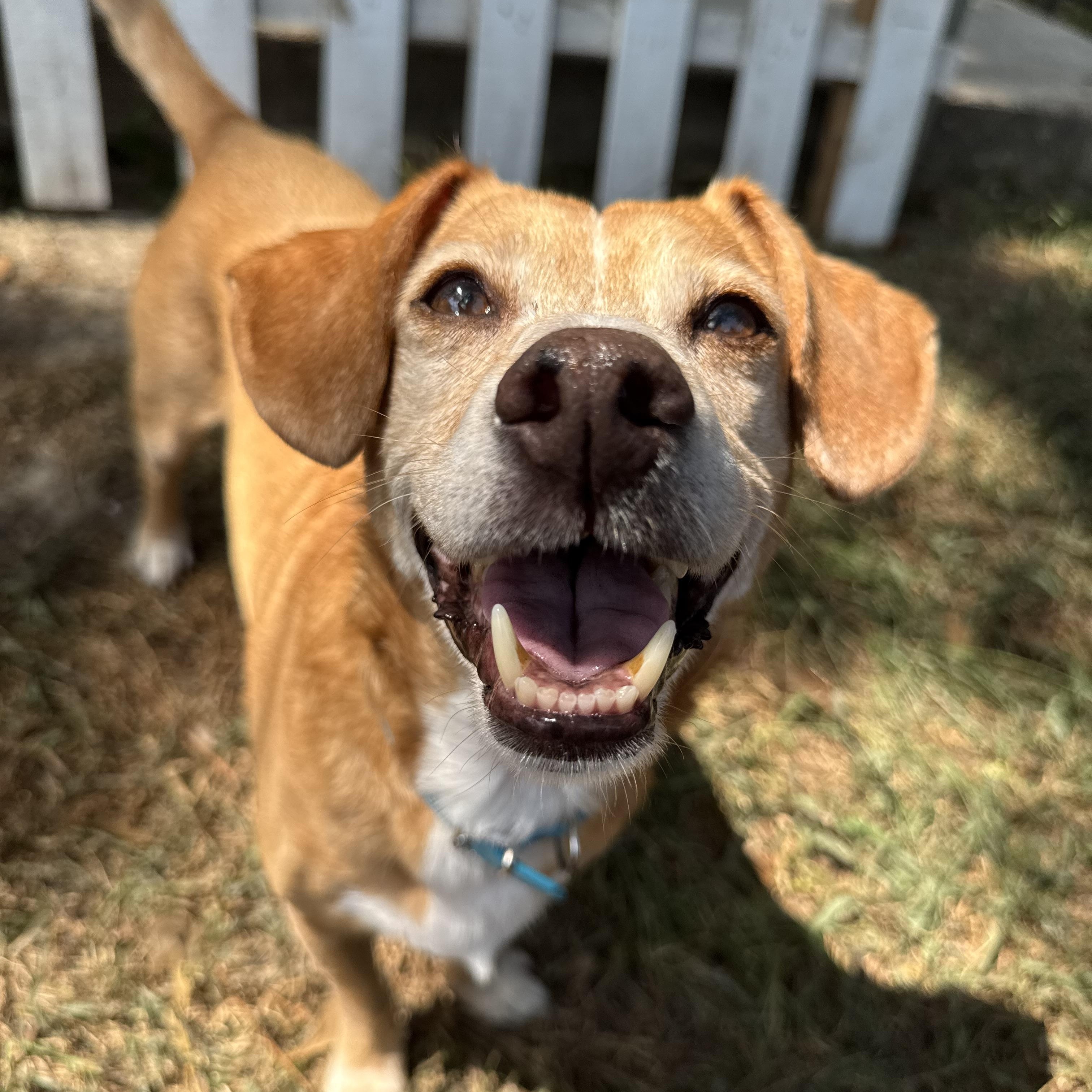 Buster, a Adoptable mixed breed in Baton Rouge, LA image 4/6