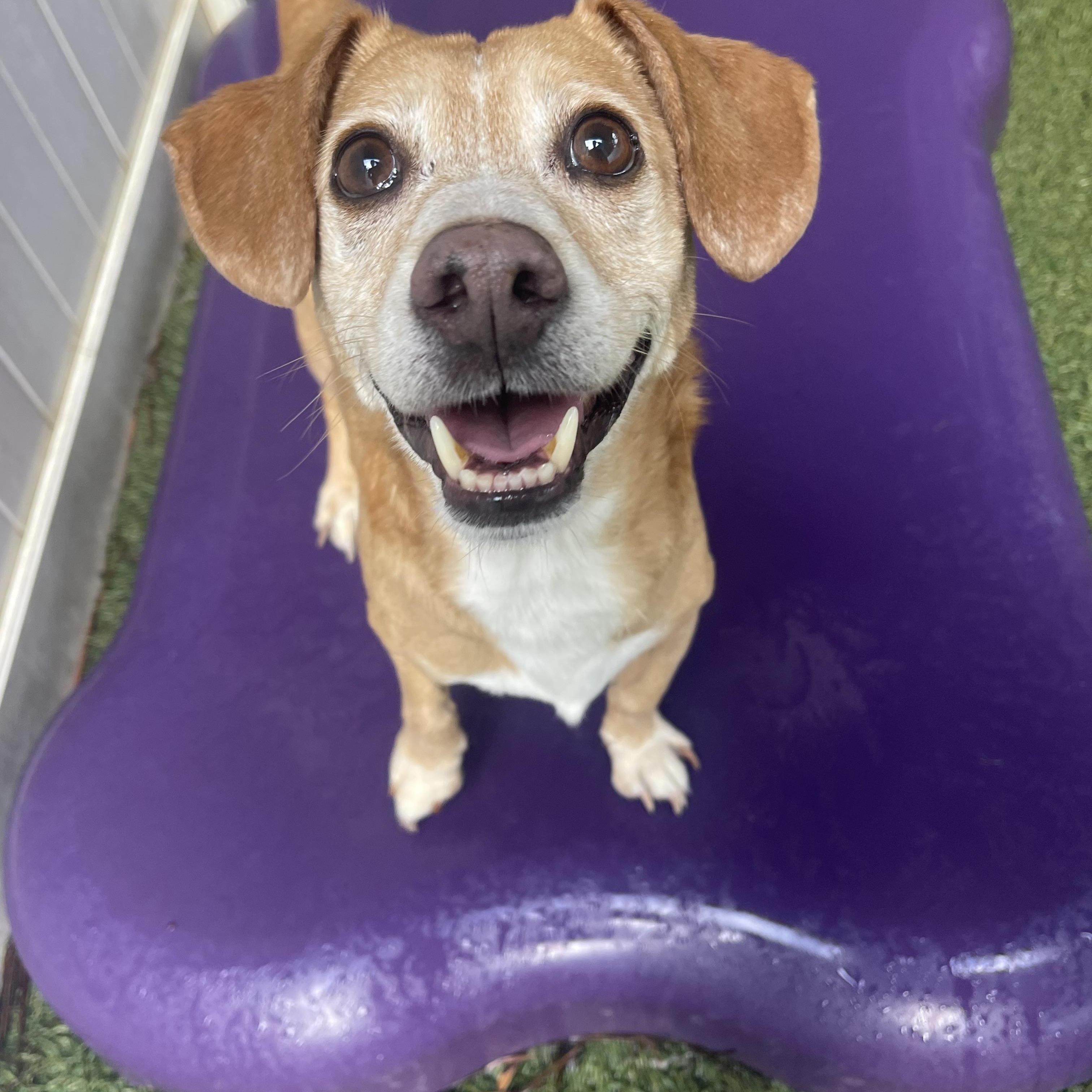 Buster, a Adoptable mixed breed in Baton Rouge, LA image 1/6