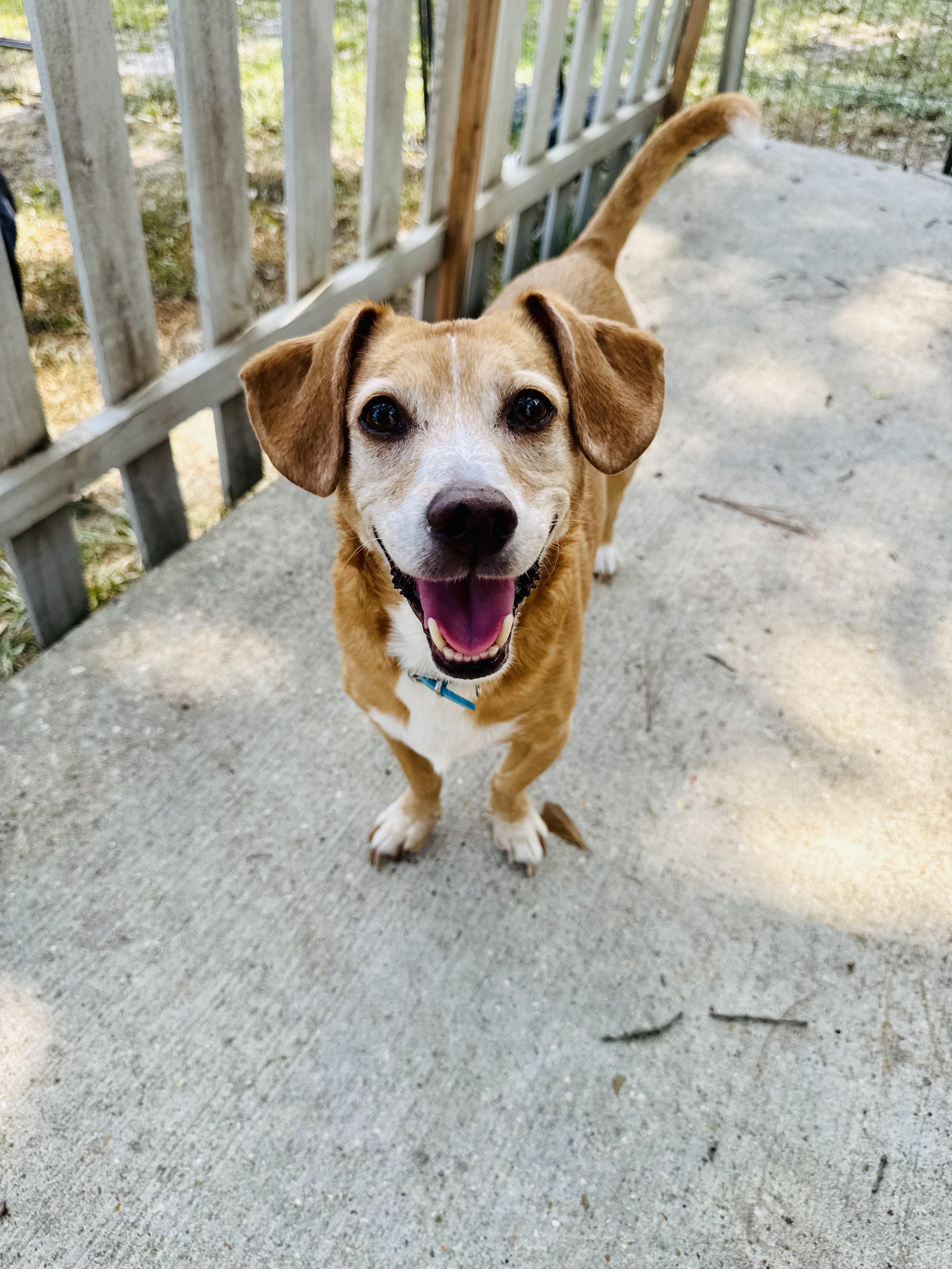 Buster, a Adoptable mixed breed in Baton Rouge, LA image 2/6