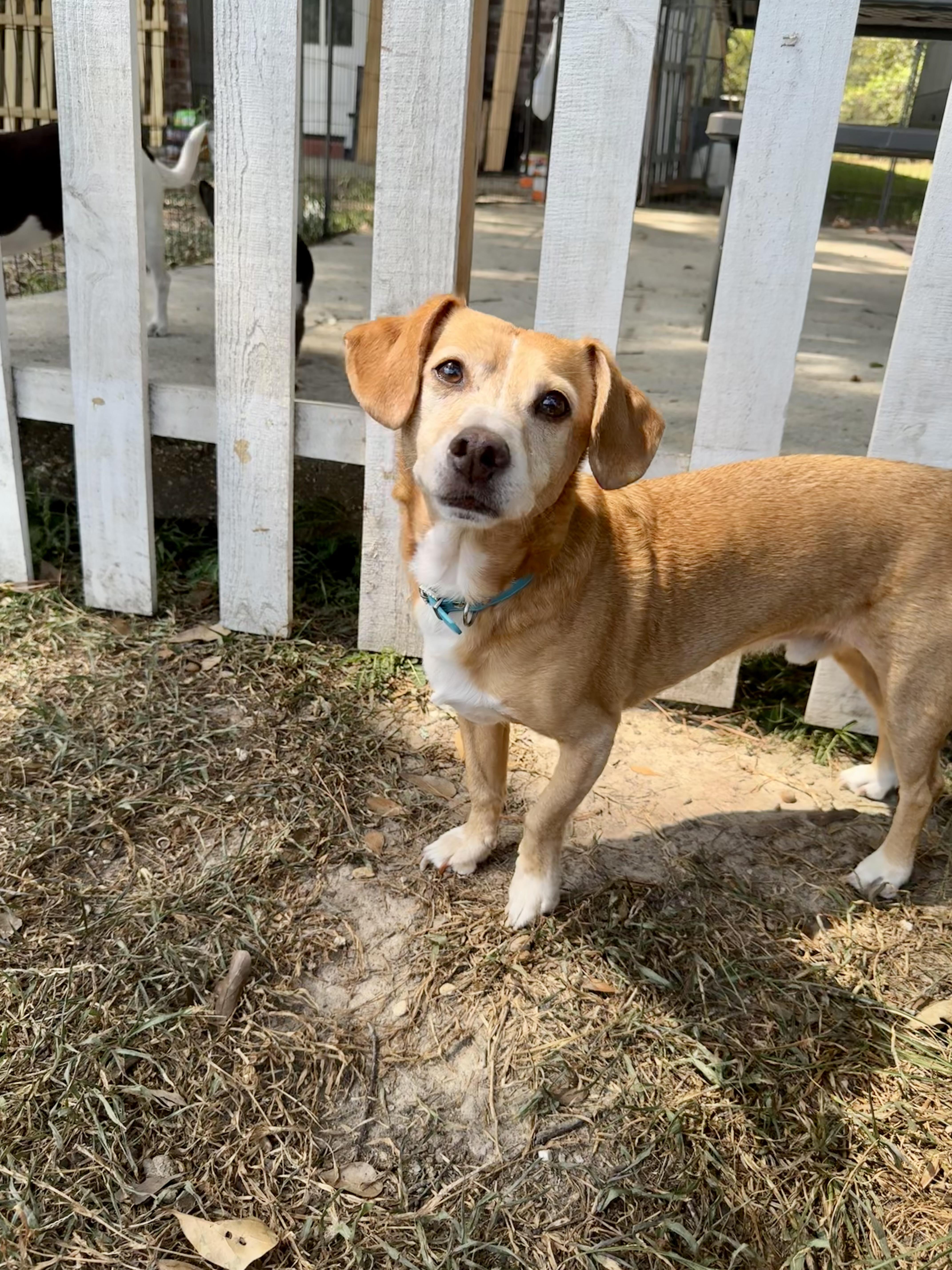 Buster, a Adoptable mixed breed in Baton Rouge, LA image 3/6